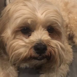 Meet your Posher, Jake